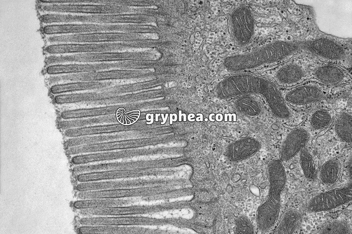 Plateau strié d'une cellule intestinale MET x17000 - gryphea.com